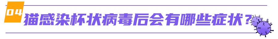 猫咪舌头有溃疡，怎么办？