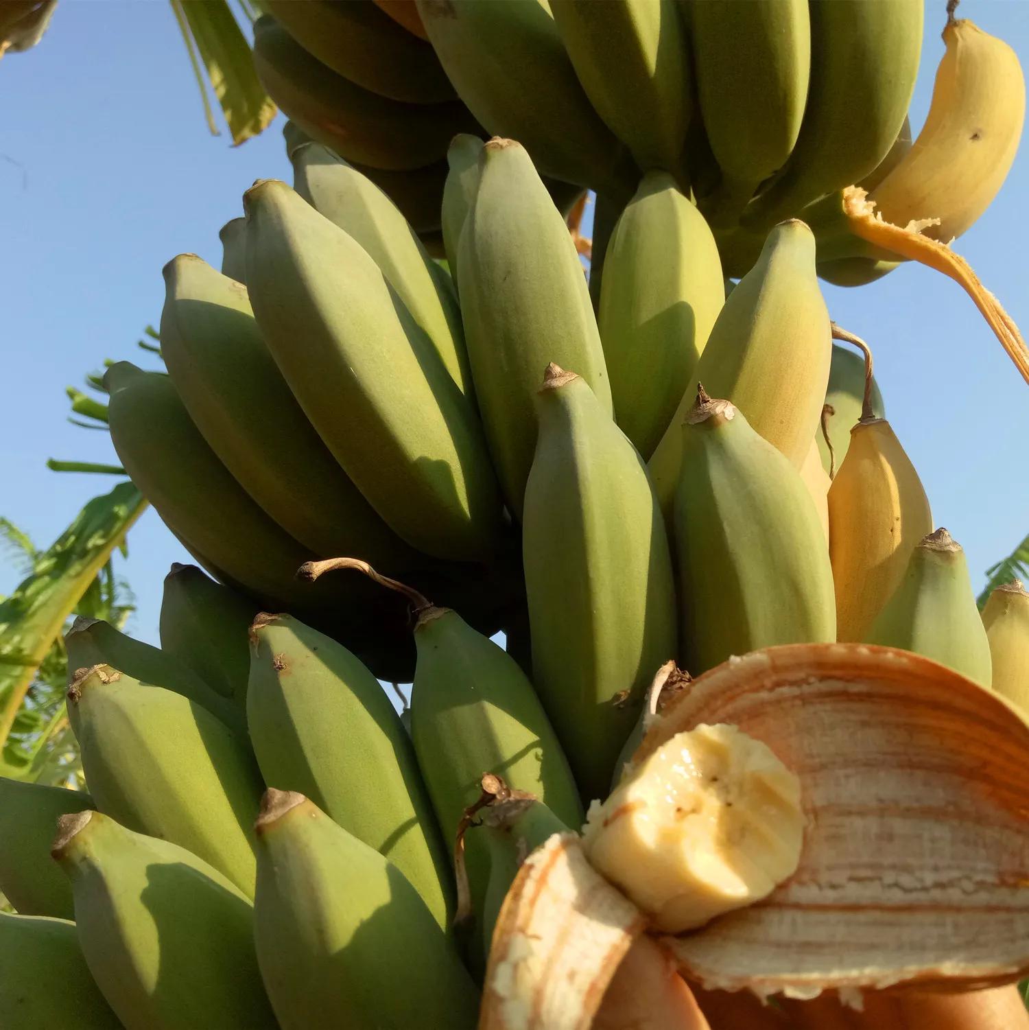 热带水果王国攀枝花,攀枝花一年四季有哪些水果