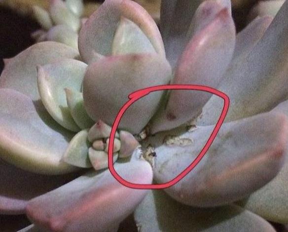 蚧壳虫最喜欢吃什么多肉,蚧壳虫不吃多肉的天敌