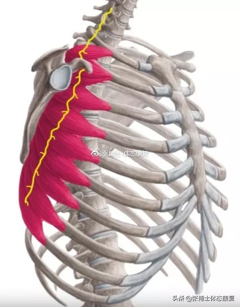 体态矫正翼状肩胛训练,翼状肩胛骨如何矫正