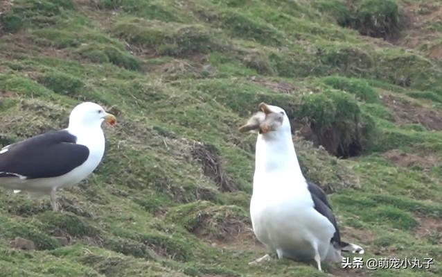 海鸥活吞了一只兔子,罕见海鸥遇到兔子一口将其吞下