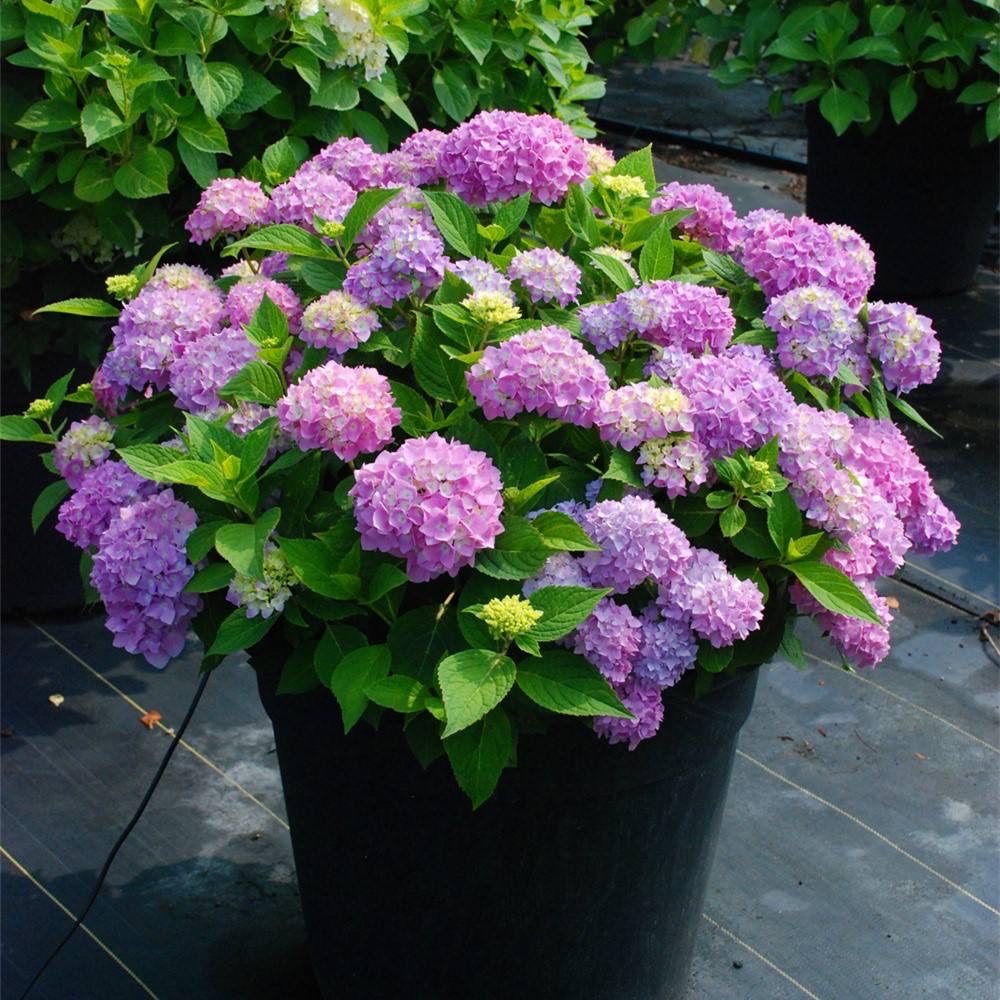 5种洋气花,什么花价格便宜又好养