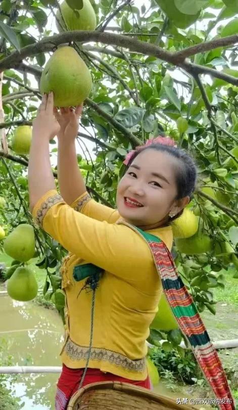 幸福打洛产业振兴路上瓜果飘香