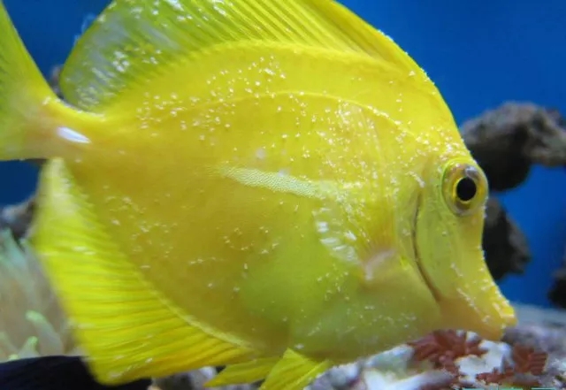 观赏鱼白点病是什么原因造成的,观赏鱼怎么预防白点病