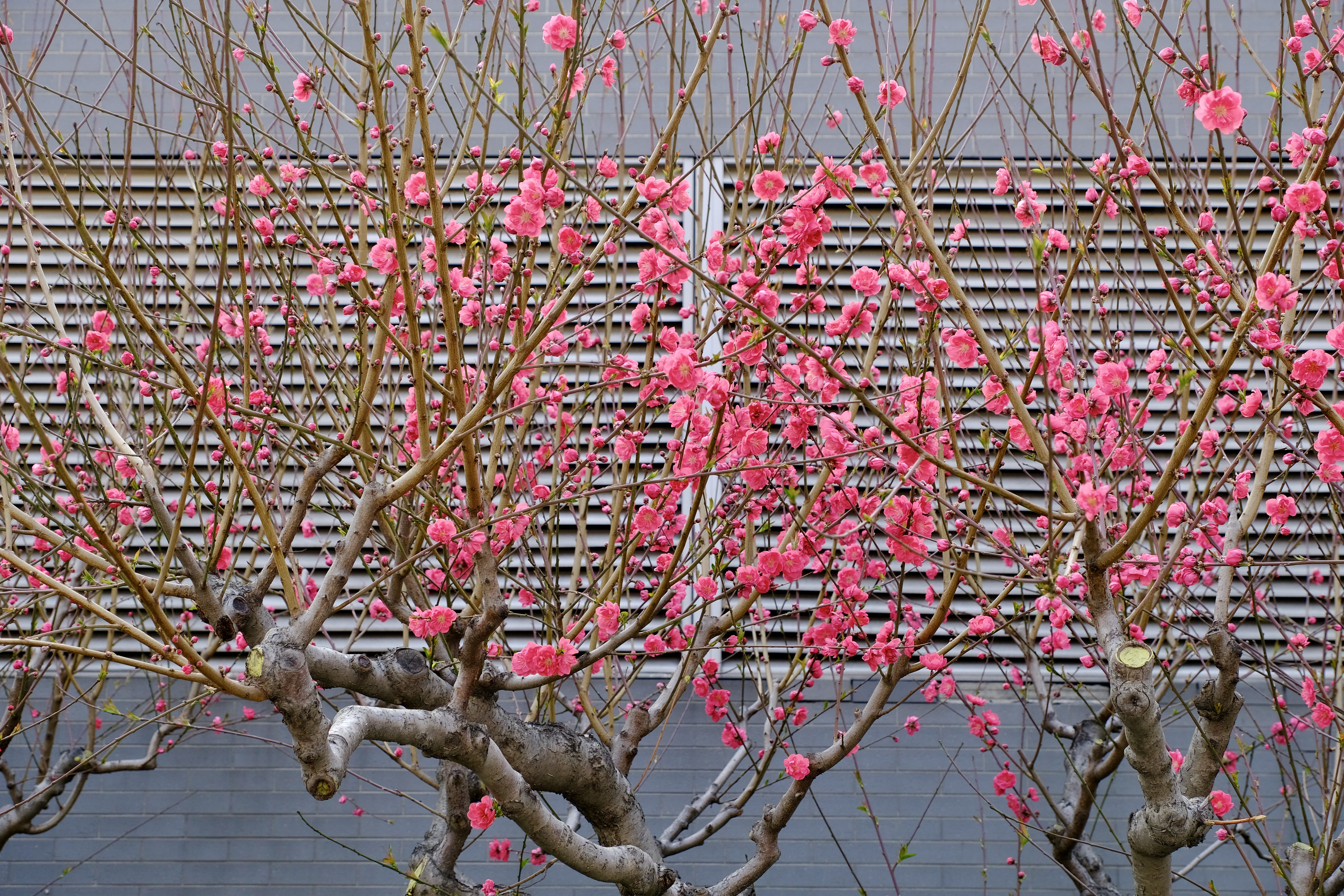 开往地铁上的春天,开往春天的地铁邂逅京城的花开