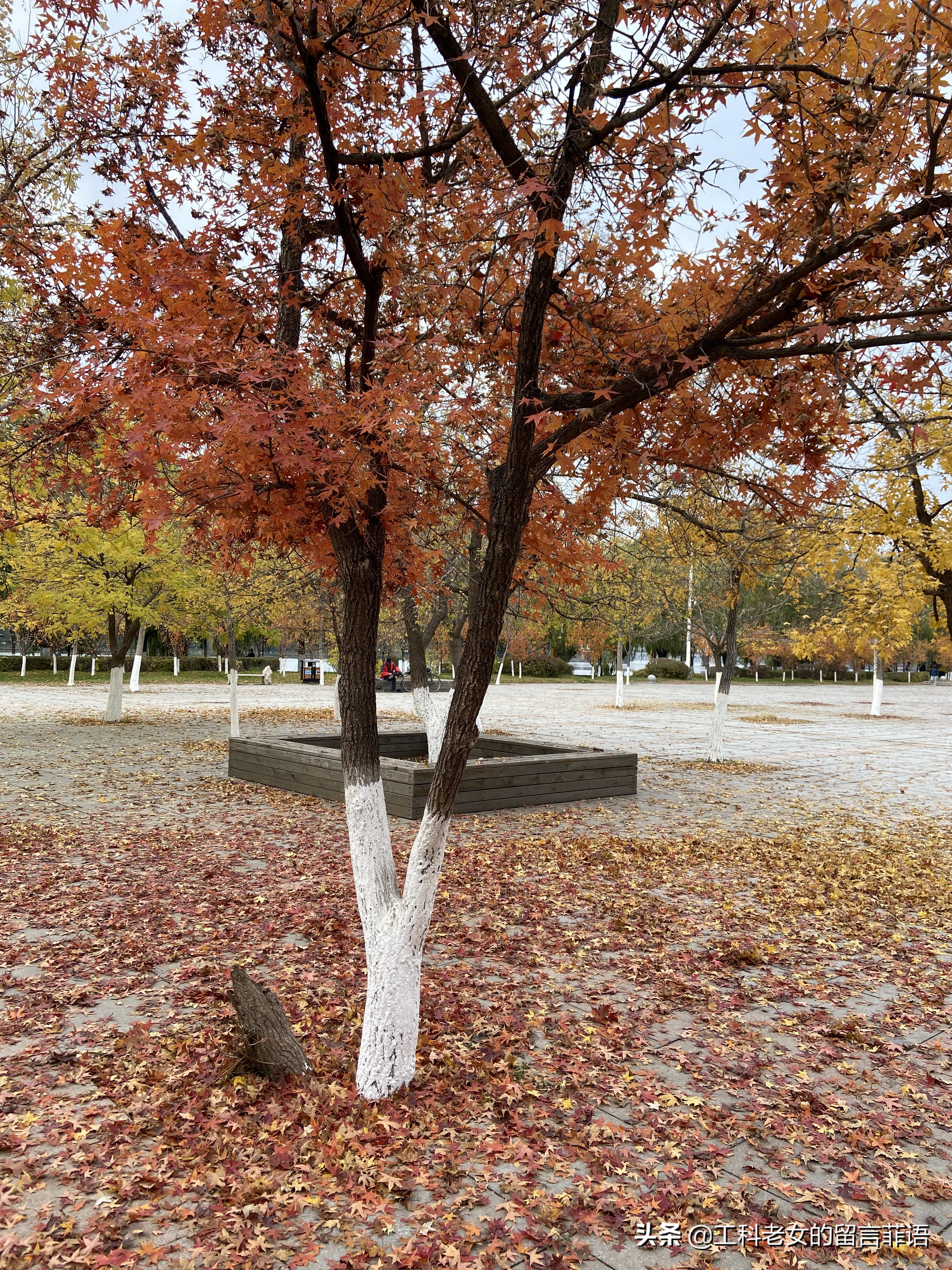 沈阳看秋叶好去处,沈阳秋叶
