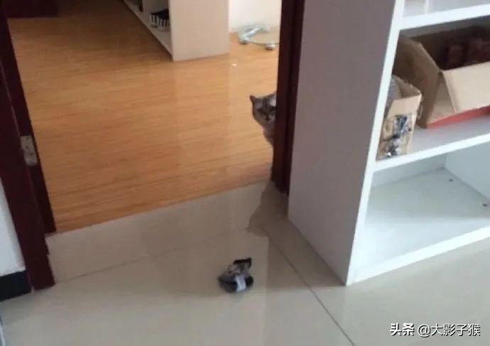 昨晚，我家猫叼来了一件蕾丝内衣…