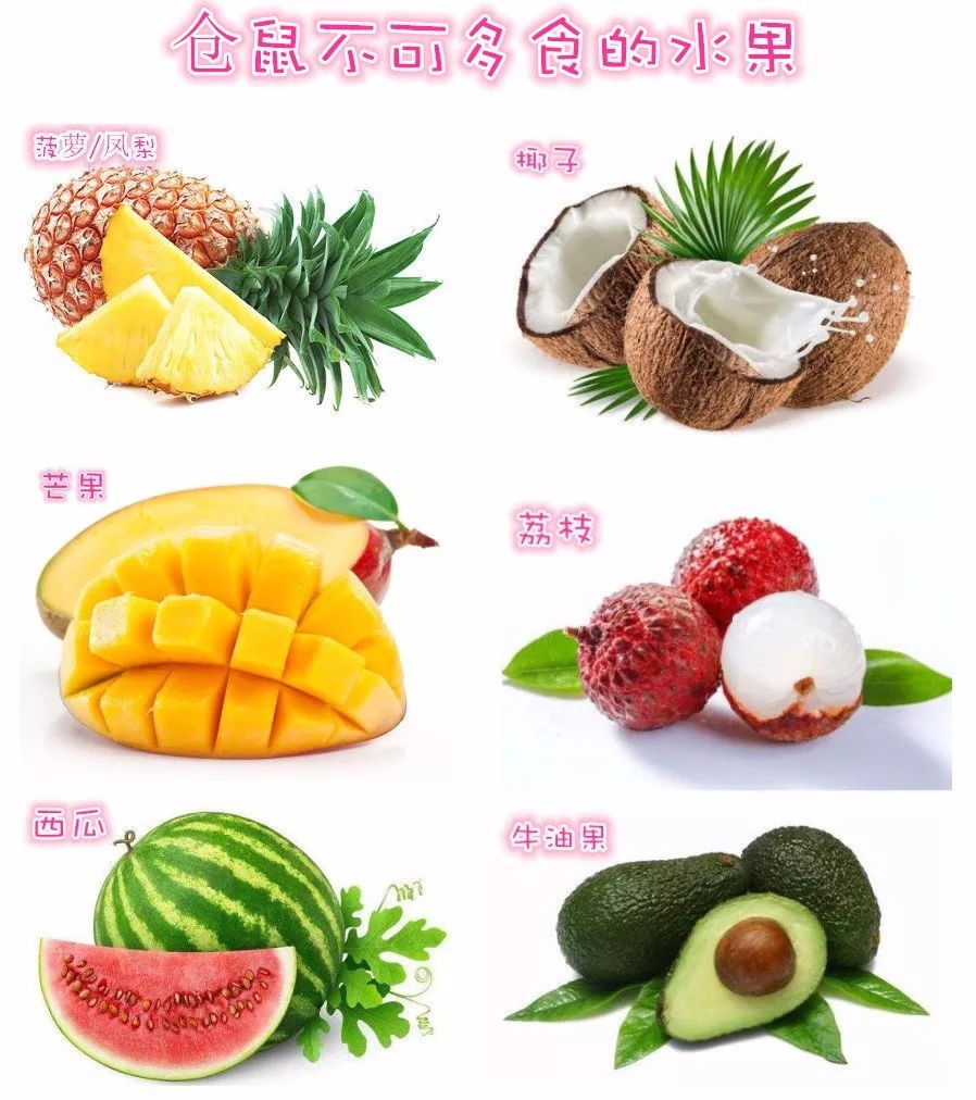 仓鼠要注意什么饮食,仓鼠饲养吃啥好养活一点