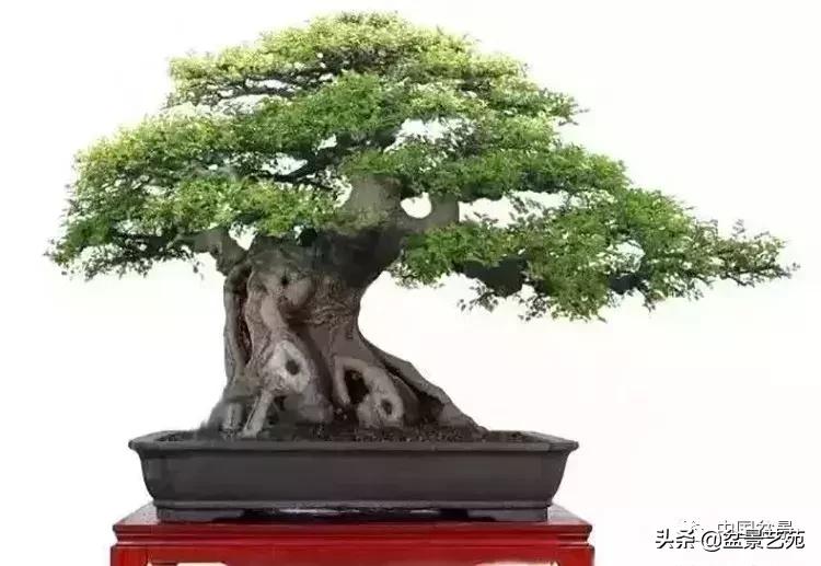 最简单的金奖盆景,金奖榆树盆景制作