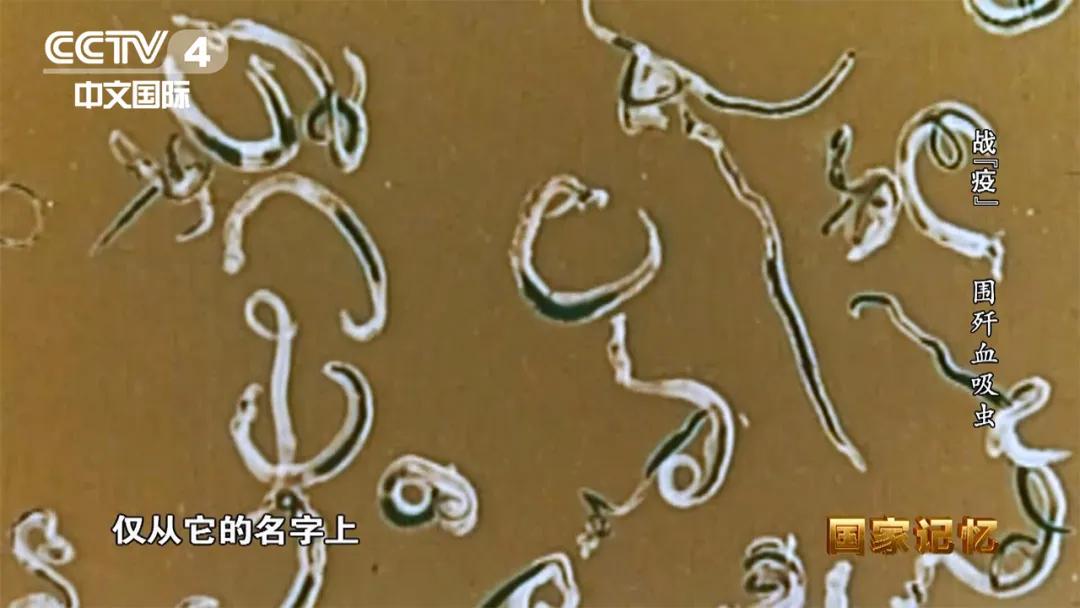 灭杀钉螺,消灭钉螺是消灭血吸虫的重要手段