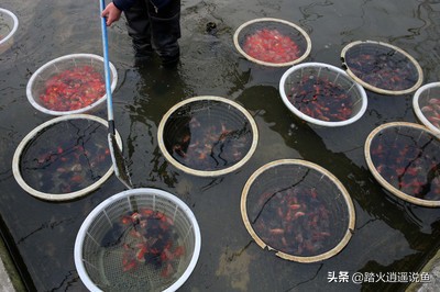 家里养鱼死了有什么讲究,春季养鱼死亡是怎么回事