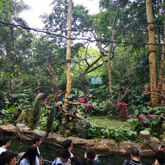 长隆野生动物世界营业时间,广州长隆野生动物园要玩多久