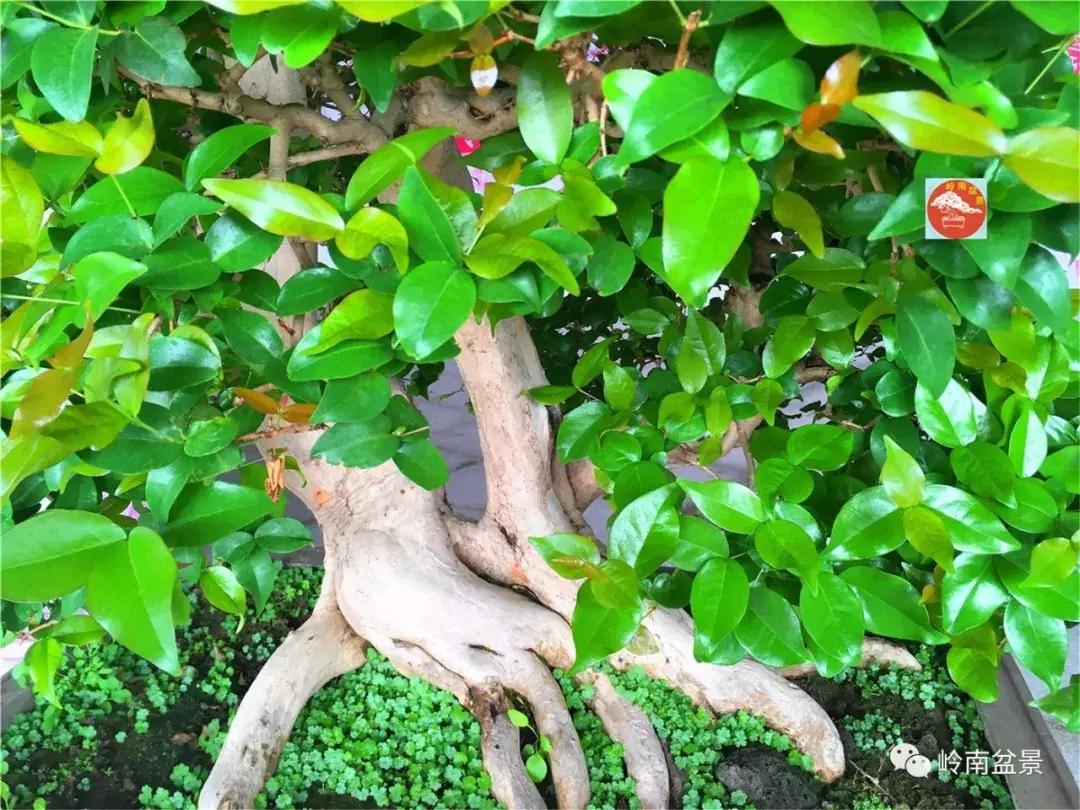 造型极美的盆景一起来欣赏,一组风吹出来的盆景欣赏动感十足