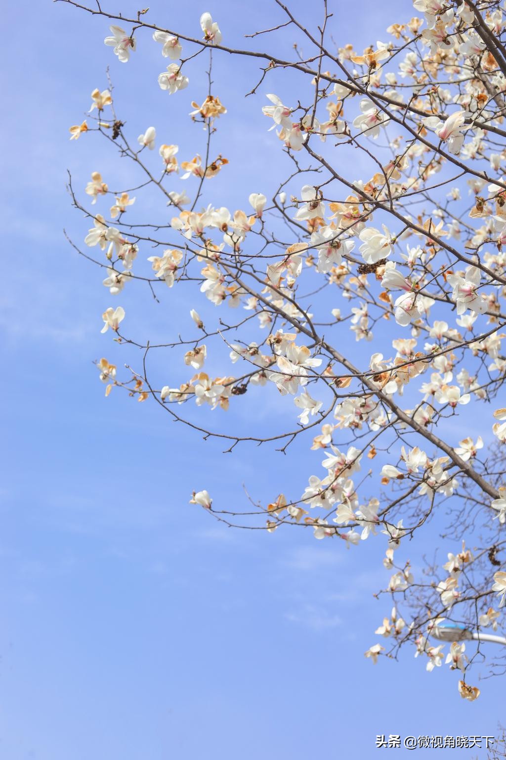 信阳师范学院：回眸但觉烟色浅，不知春意入师院