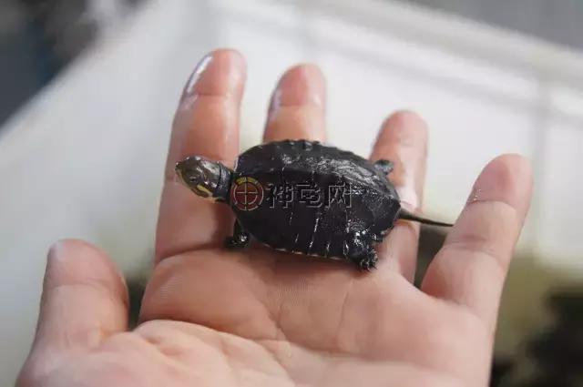 草龟苗半水龟饲养,水龟半水龟混养环境