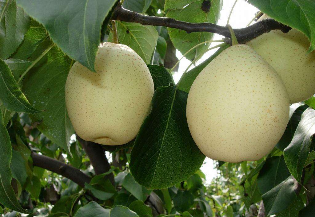 理综学霸必背口诀,高考学霸分享理综答题顺序