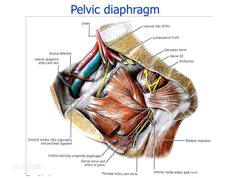 孕期多做这几个动作对顺产有好处,孕期要多做什么运动才防止撕裂