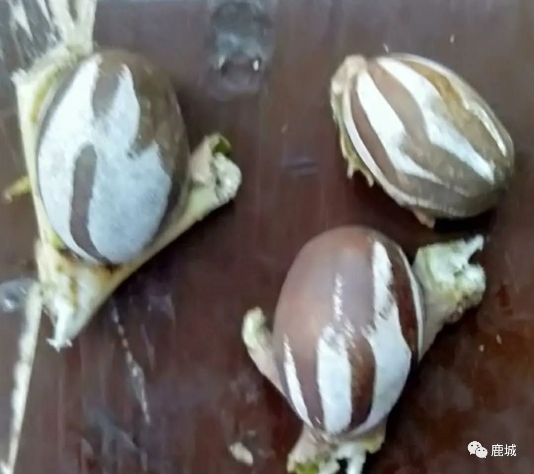 童年的记忆放羊,童年的记忆粤语版