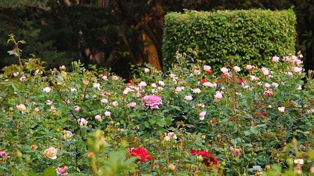 深圳1号线晚上好去处,地铁深圳一号线哪里好玩