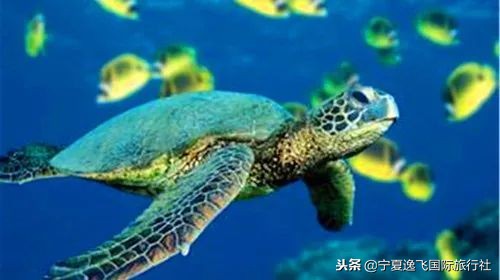 巴厘岛6晚8天2人独立成团专司专导纯玩无购物+婚拍套餐