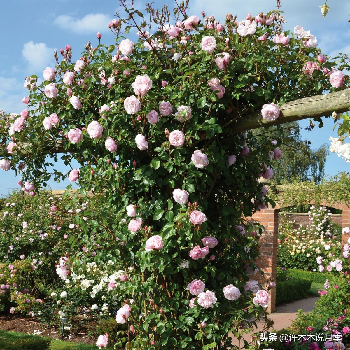 月季常见叶子问题,月季都有什么病怎么治