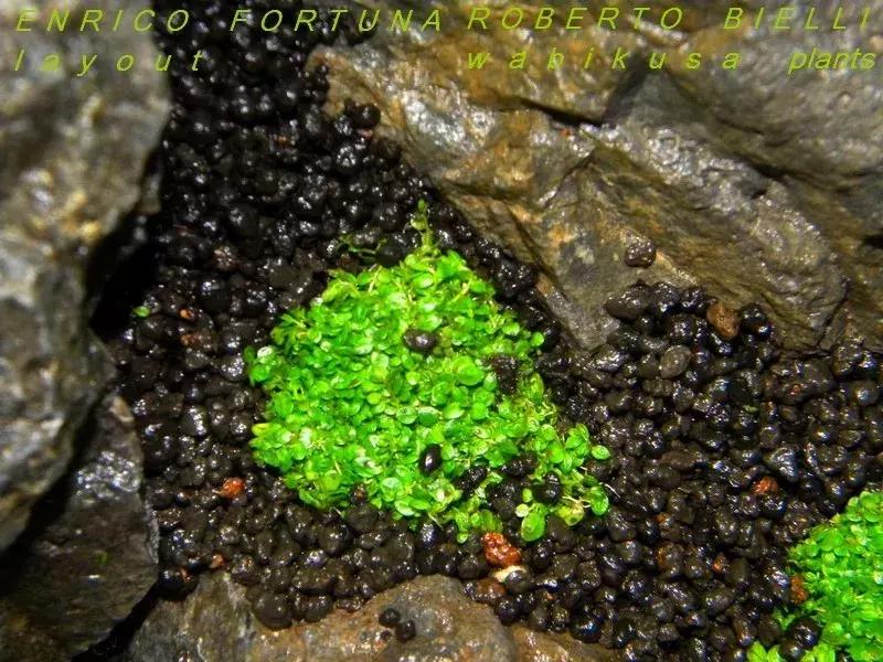 如何打造景观小缸,院子简易水景流水缸制作方法图片