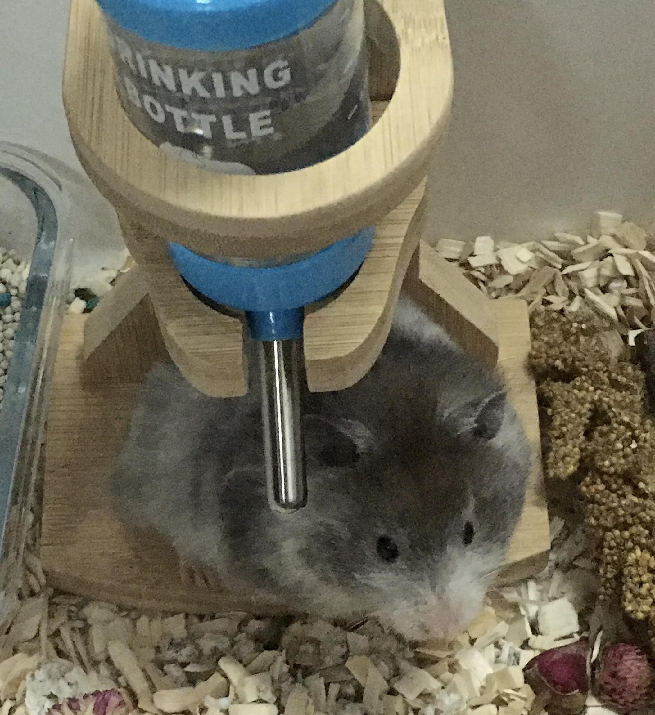 如何与金丝熊搞好关系,金丝熊对人有感情吗