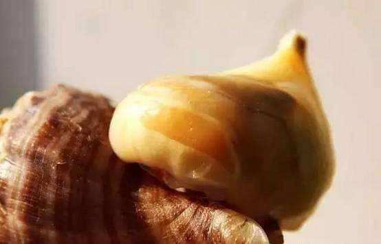 海螺煮几分钟最好吃,海螺怎么煮才是正确方法