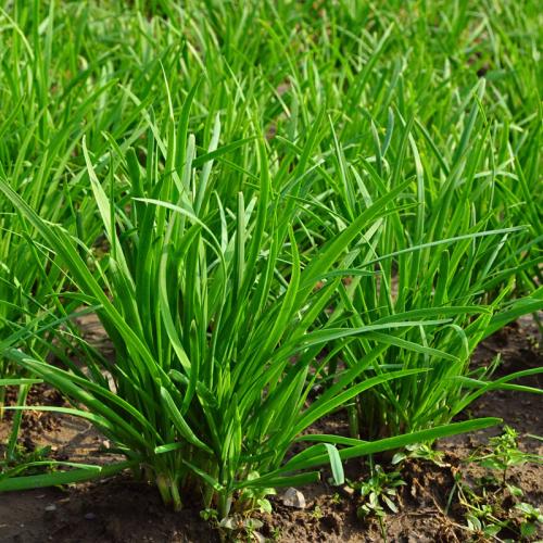 韭菜叶子有黄斑是什么原因,大棚韭菜白粉病怎么办