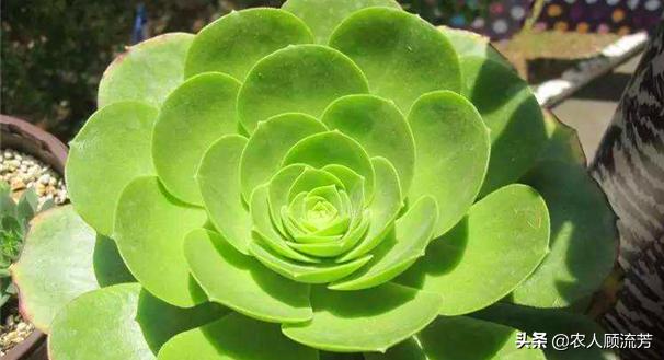 玉龙观音多肉植物品种大全,玉龙观音多肉怎么长得快