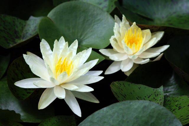 养睡莲最好的大容器,睡莲怎么养开花比巴掌都大