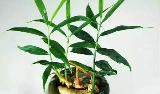 生姜种植的步骤和方法,生姜的种植过程和方法