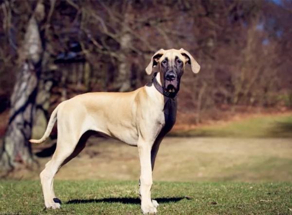 狗狗不爱吃狗粮吃什么改善,狗狗不爱吃狗粮这是什么原因