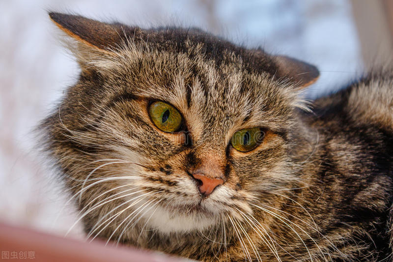 猫咪掉毛严重是不是起猫癣了,猫咪起猫癣怎么治