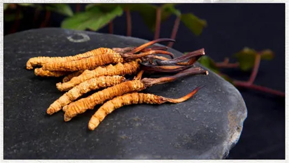 冬虫夏草最低价一包是多少,冬虫夏草的价格为啥上不去