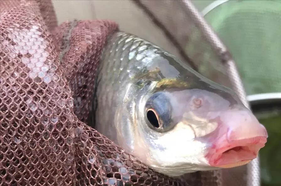 麦鲮为何能称霸两广水域,为什么麦鲮只能在珠江生存