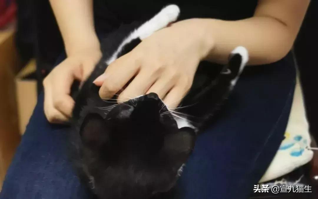 怎么判断猫咪体内有没有异物,你知道如何挑选一只健康的猫咪吗