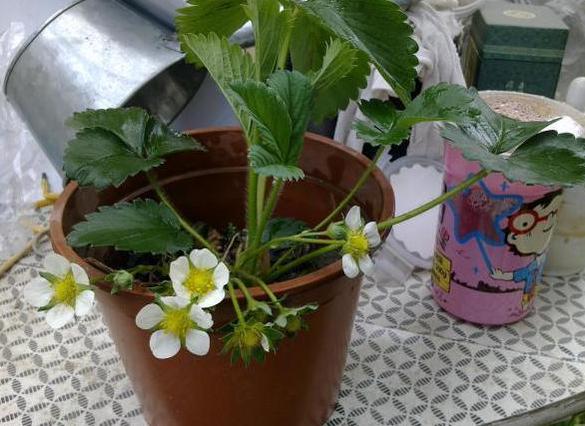 种花如何防烂根,烂根花草的养殖方法