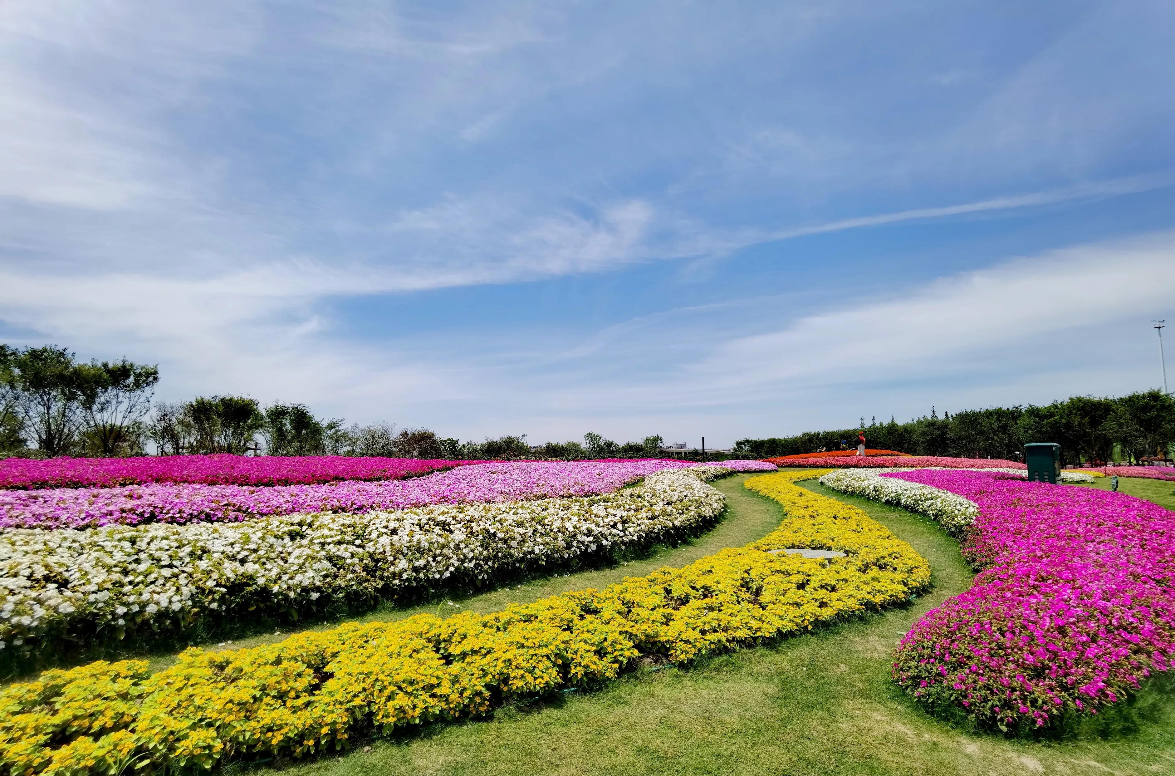 关于崇明花博会,崇明花博会全程花景