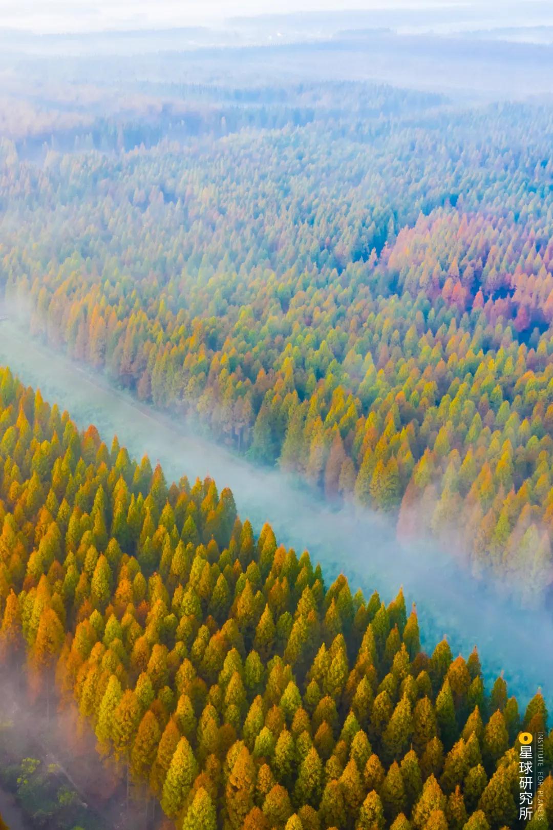 中国植树造林面积,中国植树造林成果国外有什么看法
