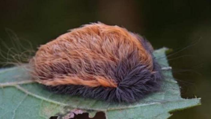 毛毛虫可以直接踩死嘛,什么样的毛毛虫必须踩死