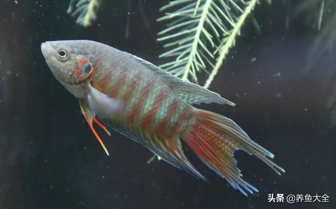 增氧泵能养观赏鱼吗,观赏鱼没有增氧泵可以活多久