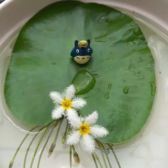 一叶莲叶子边缘发黄腐烂,一叶莲多久换一次水