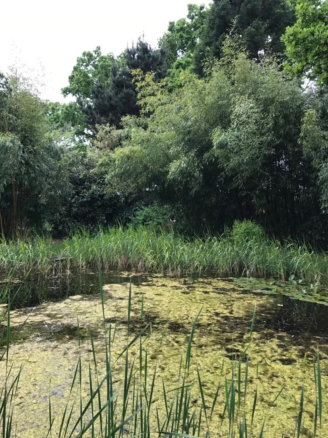 建一座完全不打药的生态花园，所有生命在这里和谐共处，值得收藏