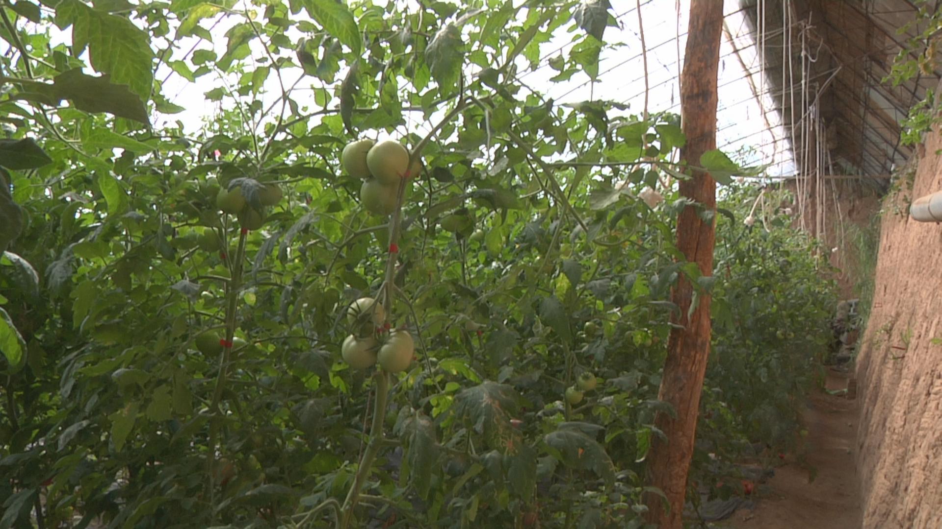 走进乡村看小康智慧农业,走进乡村看小康定西