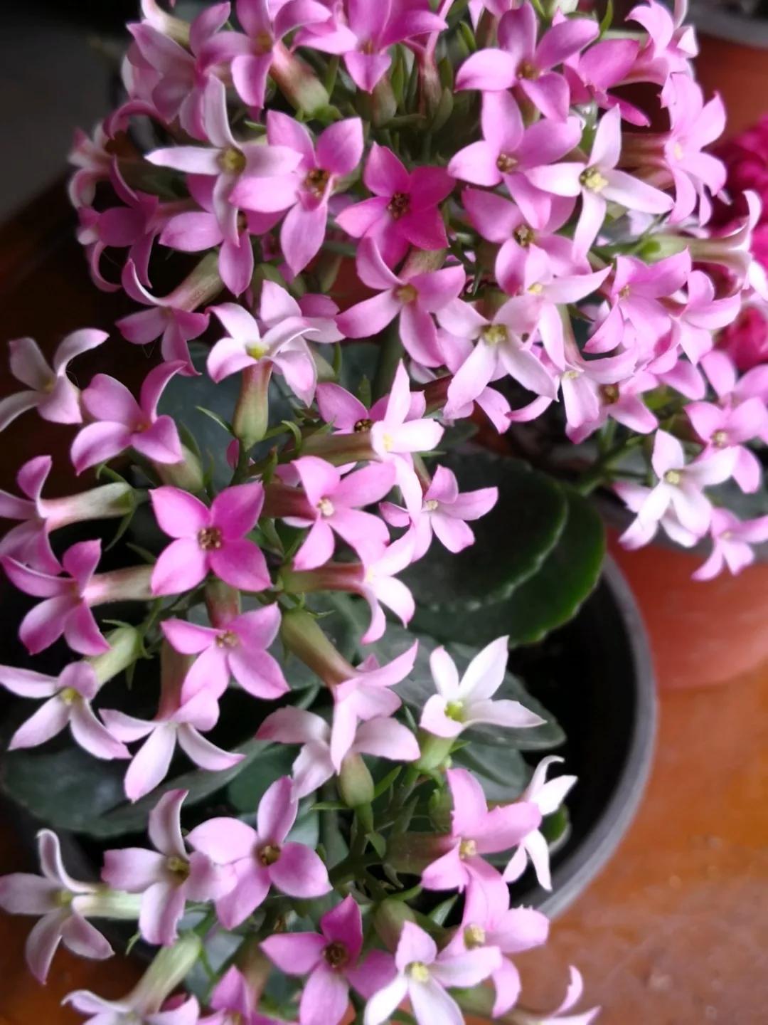 长寿花，寓意好、开花漂亮，花期长，品种多达300个