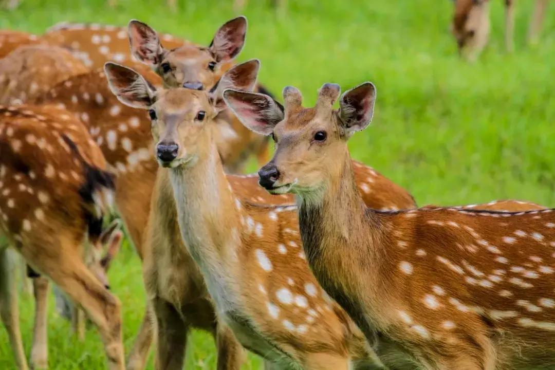 黑龙江旅游小众胜地,黑龙江值得旅游的10个地方