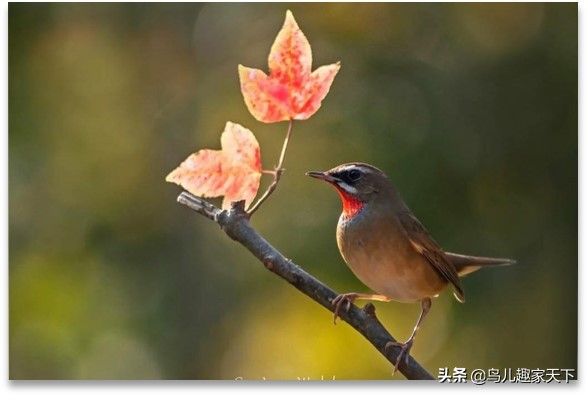 家养靛颏鸟儿死亡原因探究
