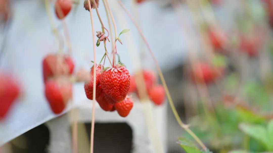 草莓种植行业风险及前景,草莓种植致富热