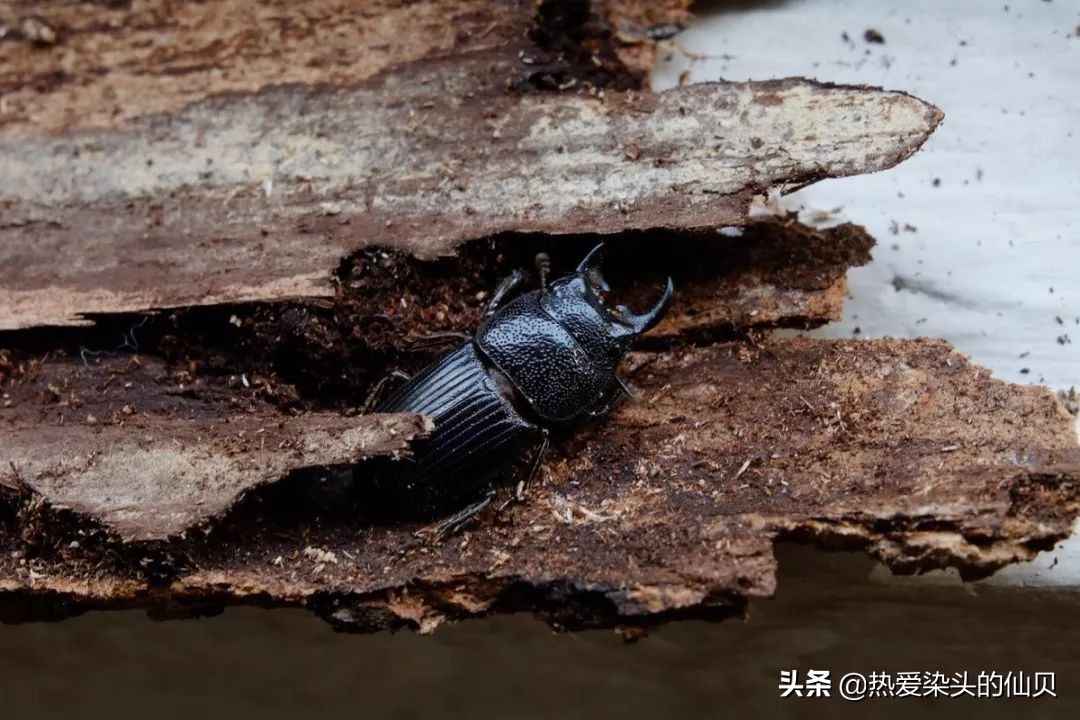 什么是宠物昆虫锹甲,锹甲虫宠物